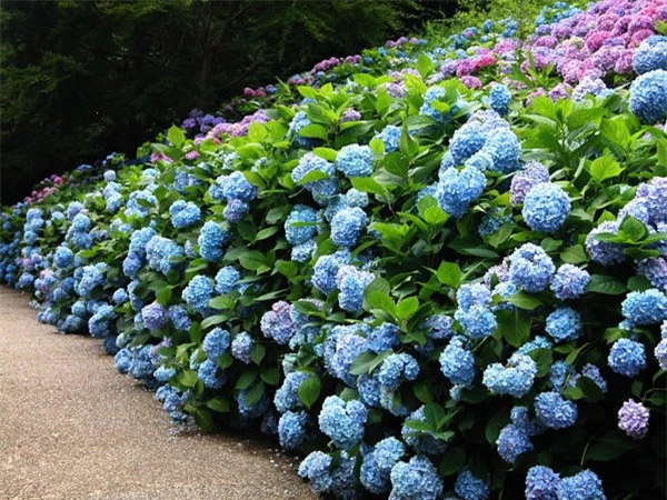 8 loại cây trồng hàng rào tuyệt đẹp nhất định phải có để nhà "nổi nhất xóm" - 3