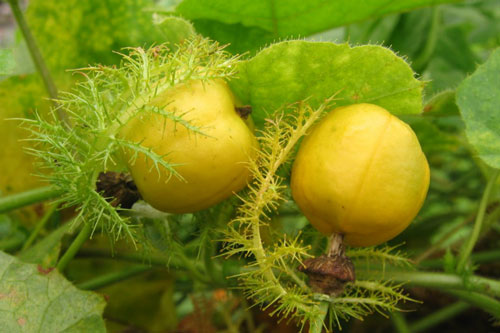 Thảo dược giúp làm giảm huyết áp