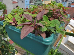 CLIP: Kỹ thuật trồng và chăm sóc rau dền đơn giản, hiệu quả tại nhà