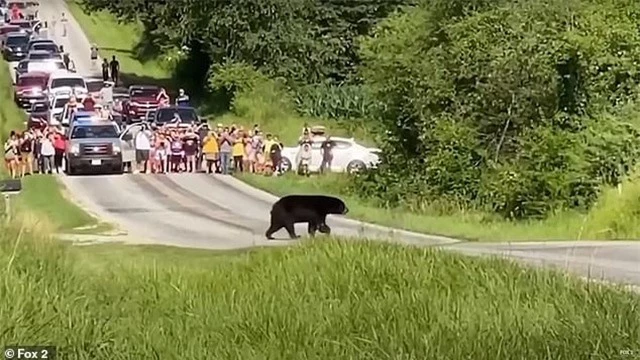Chuyện chú gấu vượt 650km để tìm bạn đời gây sốt mạng xã hội - 2