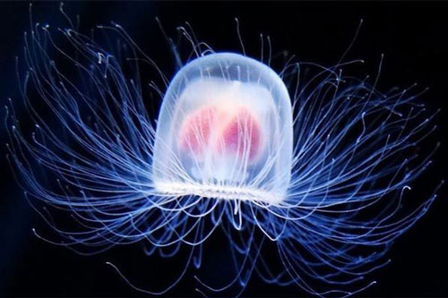 Tìm hiểu về sinh vật duy nhất trên Trái Đất có khả năng bất tử