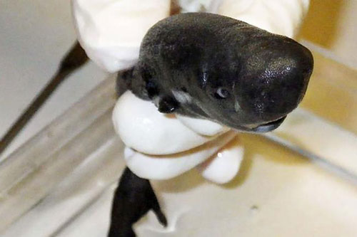 Cá mập tí hon có khả năng tự phát sáng để hút con mồi