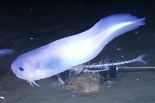 Khám phá loài cá biển 'tan chảy' khi được đưa lên mặt nước