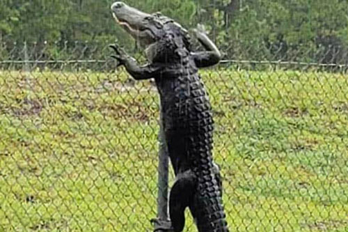 Cá sấu vượt rào cao, đột nhập căn cứ quân sự Mỹ