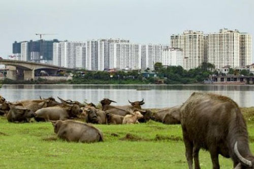 Hà Nội cấm chăn nuôi trang trại ở nội thành và thị trấn ven đô
