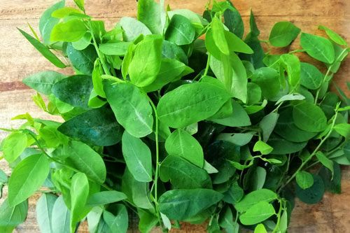 Ai cũng biết rau ngót rất tốt nhưng ăn kiểu này từ 'thần dược' chuyển thành 'độc dược': Rất nhiều bà nội trợ phạm phải