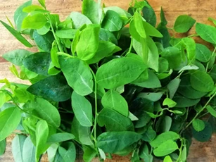 Ai cũng biết rau ngót rất tốt nhưng ăn kiểu này từ 'thần dược' chuyển thành 'độc dược': Rất nhiều bà nội trợ phạm phải