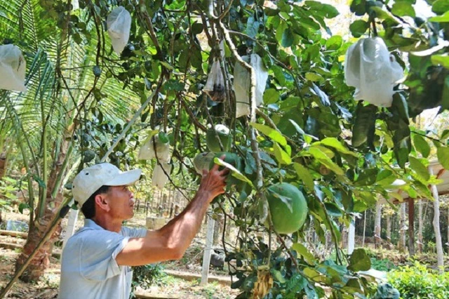 Nhờ trồng bười da xanh, gia đình ông Nguyễn Ngọc Chinh  đã vươn lên thoát nghèo (Ảnh: TL)