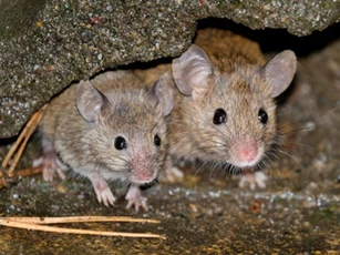 Được 'thần phật' ban thưởng, những con giáp này dễ đổi đời trúng lớn, giàu ‘chóng mặt’ trong 6 tháng cuối năm