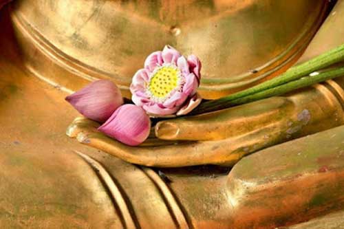 "Làm sao để hoa trong bình tươi lâu?" Chẳng ngờ câu trả lời lại giúp con người hưởng lợi cả đời