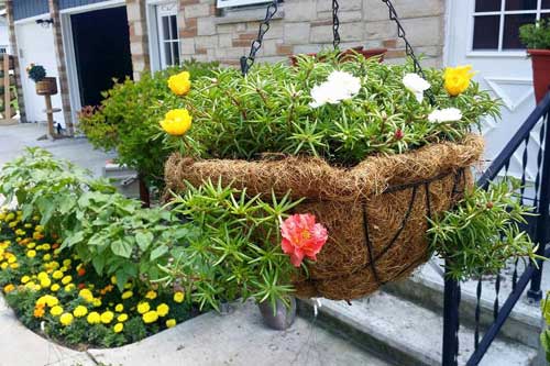 Mách nhỏ cách trồng và chăm hoa mười giờ nở đẹp, sai hoa