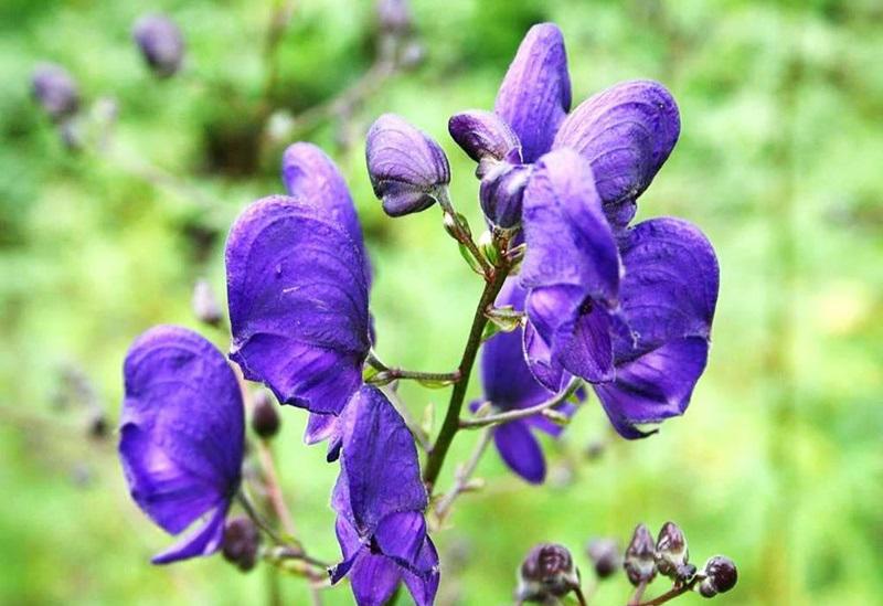 10 loại cây đụng vào mất mạng, "nữ hoàng độc dược" Việt Nam góp mặt