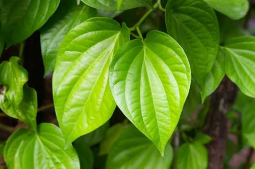 Công dụng tuyệt vời của lá trầu không, làm theo 1 cách còn có thể trị mụn nhọt, giảm cân
