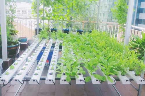 Nhà chật mà vẫn muốn ăn rau sạch, học ngay cách trồng rau thủy canh vừa sạch vừa nhàn