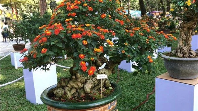 7 loại hoa quen thuộc ở Việt Nam, đẹp mê mẩn nhưng chạm vào dễ "gặp ngay thần chết" - 10