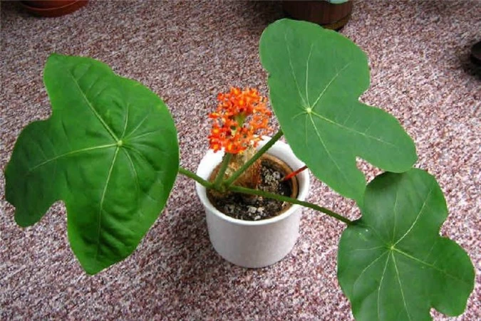 7 loại hoa quen thuộc ở Việt Nam, đẹp mê mẩn nhưng chạm vào dễ "gặp ngay thần chết" - 12