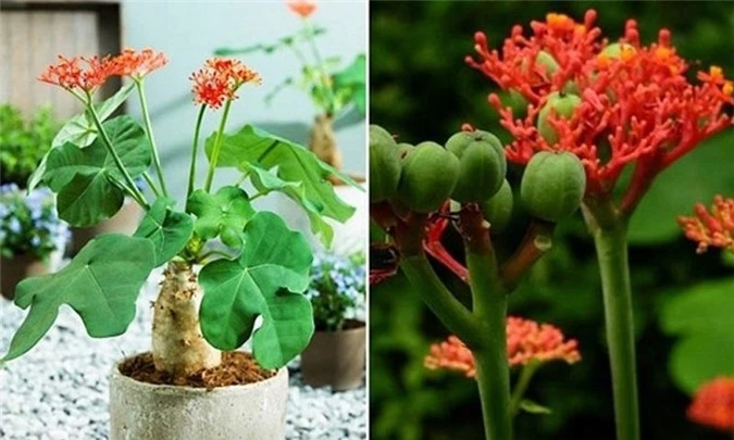 7 loại hoa quen thuộc ở Việt Nam, đẹp mê mẩn nhưng chạm vào dễ "gặp ngay thần chết" - 13