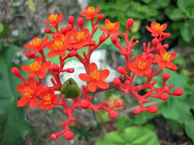 7 loại hoa quen thuộc ở Việt Nam, đẹp mê mẩn nhưng chạm vào dễ "gặp ngay thần chết" - 14