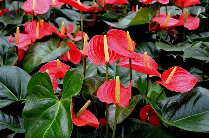 7 loại hoa quen thuộc ở Việt Nam, đẹp mê mẩn nhưng chạm vào dễ &#34;gặp ngay thần chết&#34; - 15