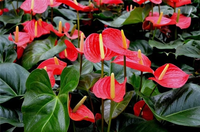 7 loại hoa quen thuộc ở Việt Nam, đẹp mê mẩn nhưng chạm vào dễ "gặp ngay thần chết" - 15