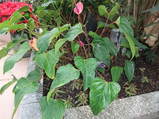 7 loại hoa quen thuộc ở Việt Nam, đẹp mê mẩn nhưng chạm vào dễ "gặp ngay thần chết" - 16
