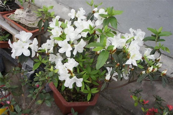 7 loại hoa quen thuộc ở Việt Nam, đẹp mê mẩn nhưng chạm vào dễ "gặp ngay thần chết" - 17