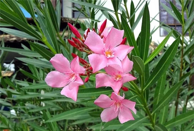 7 loại hoa quen thuộc ở Việt Nam, đẹp mê mẩn nhưng chạm vào dễ "gặp ngay thần chết" - 5