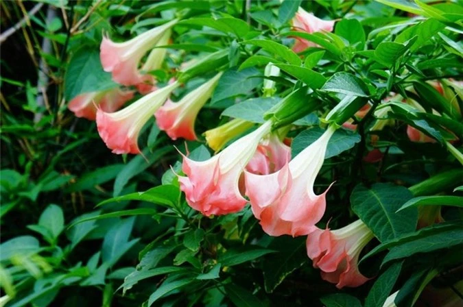 7 loại hoa quen thuộc ở Việt Nam, đẹp mê mẩn nhưng chạm vào dễ "gặp ngay thần chết" - 7
