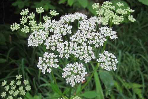 Rùng mình trước 10 loài cây độc nhất thế giới