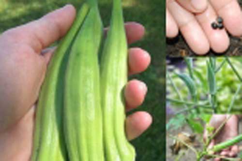 Những loại “thần dược” này đã tốt lại còn rẻ như bèo, bày bán đầy chợ bổ gấp trăm lần nhân sâm