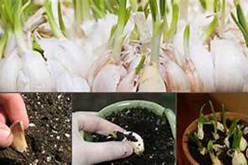 Trồng tỏi trong thùng xốp cực nhanh, ăn cả mùa chẳng hết