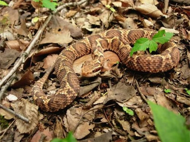 Bí mật ẩn sau loài rắn được xem là thần dược cho đàn ông Nhật Bản - 1