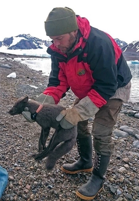 Chú cáo Bắc Cực đi bộ hàng nghìn km từ Na Uy sang Canada