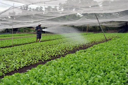 Hà Nội dự kiến thu thêm 2000 tỷ mỗi năm từ sản xuất rau sạch - Ảnh 1.