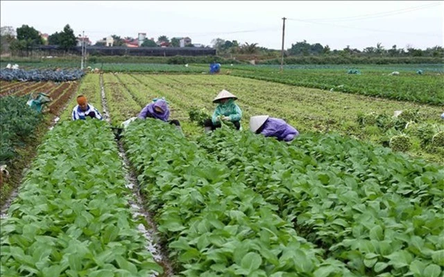 Hà Nội dự kiến thu thêm 2000 tỷ mỗi năm từ sản xuất rau sạch - Ảnh 2.