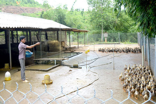 Tuyên Quang: Làm giàu nhờ mô hình nuôi vịt bầu