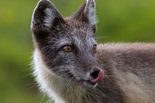 Chú cáo Bắc Cực đi bộ hàng nghìn km từ Na Uy sang Canada