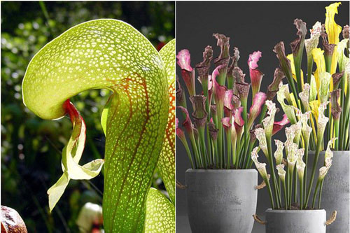 Mê mẩn trước vẻ đẹp của những loài cây ăn thịt 'độc, lạ' nhất hành tinh