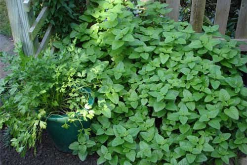 Mách chị em cách trồng cây bạc hà cực nhanh, vừa đuổi muỗi rất tốt lại có rau gia vị