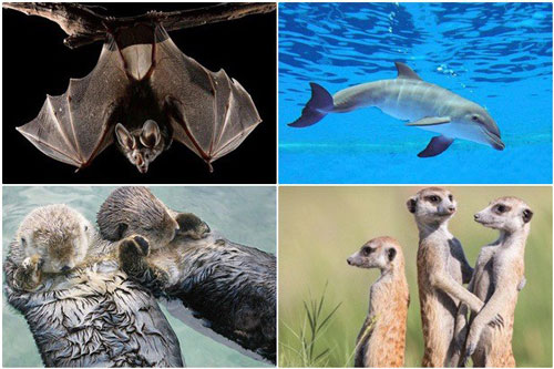 1001 th&#x1EAF;c m&#x1EAF;c: Lo&#xE0;i n&#xE0;o v&#x1EEB;a bay v&#x1EEB;a ng&#x1EE7;?