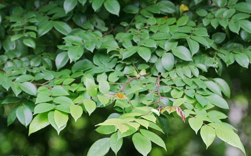 Lá khế có phải thảo dược duy nhất chữa dị ứng, mề đay hiệu quả?