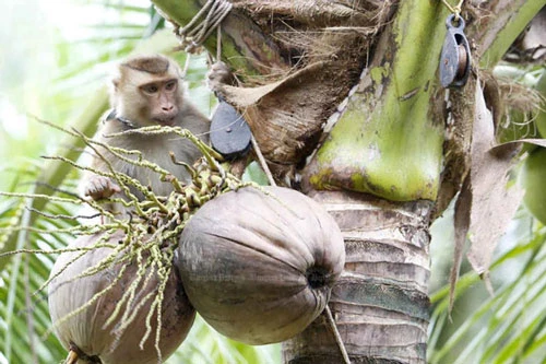 Một con khỉ được huấn luyện để hái dừa ở tỉnh Surat Thani, Thái Lan. (Ảnh: Bangkok Post)