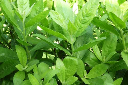 Loại rau mọc hoang ai cũng đang ném bỏ nhưng lại là "thần dược" trị "bách bệnh"