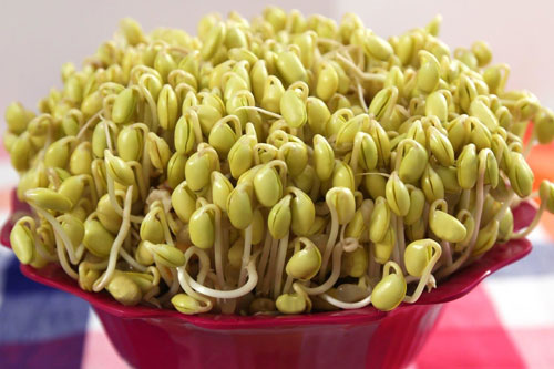 Ăn giá đỗ kiểu này có ngày tổn thọ, chết non: Rất nhiều bà nội trợ phạm phải mà không biết