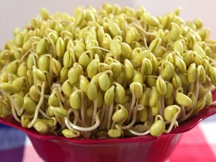 Ăn giá đỗ kiểu này có ngày tổn thọ, chết non: Rất nhiều bà nội trợ phạm phải mà không biết