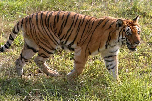 Hoảng hồn trước cảnh hổ đói lao từ trong rừng ra đường truy sát người đi xe máy