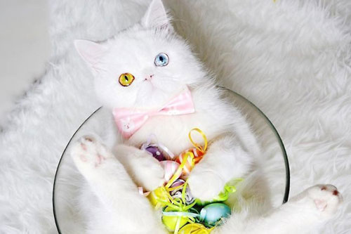 Chú mèo bị hắt hủi vì sở hữu cặp mắt 2 màu đẹp khó tả