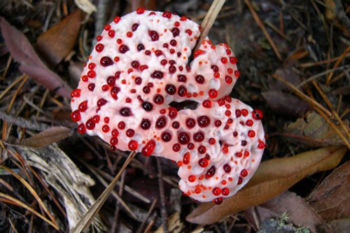 Loại nấm kỳ lạ nhìn rợn người nhưng không độc, lại có tác dụng bất ngờ