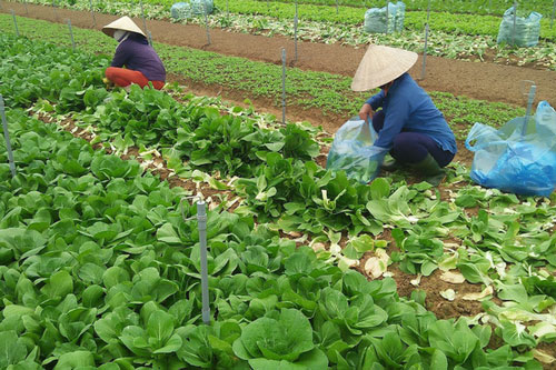 Hà Nội dự kiến thu thêm 2.000 tỷ mỗi năm từ sản xuất rau sạch