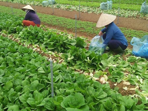 Hà Nội dự kiến thu thêm 2.000 tỷ mỗi năm từ sản xuất rau sạch
